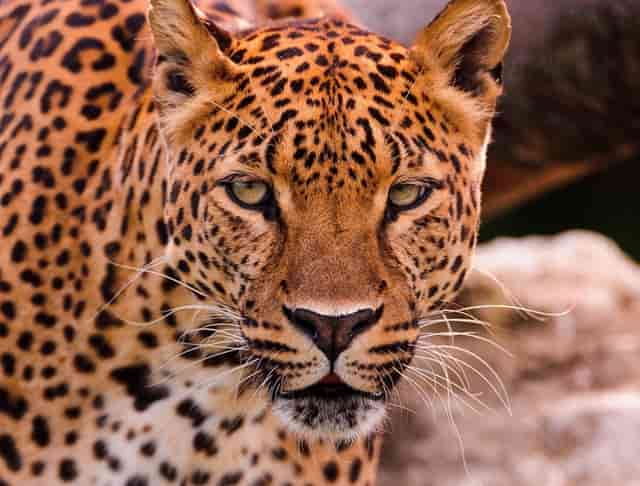 吃冰棍能缓解喉咙痛吗？医生“圈出”了适用范围