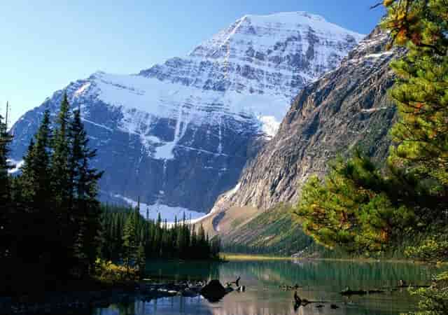 袖虎病狗攻略：犬心丝虫有多可怕？