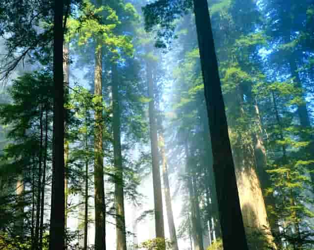 每年约有5万名女性死于乳腺癌！只要你超过20岁 这两项测试每年都会进行一次