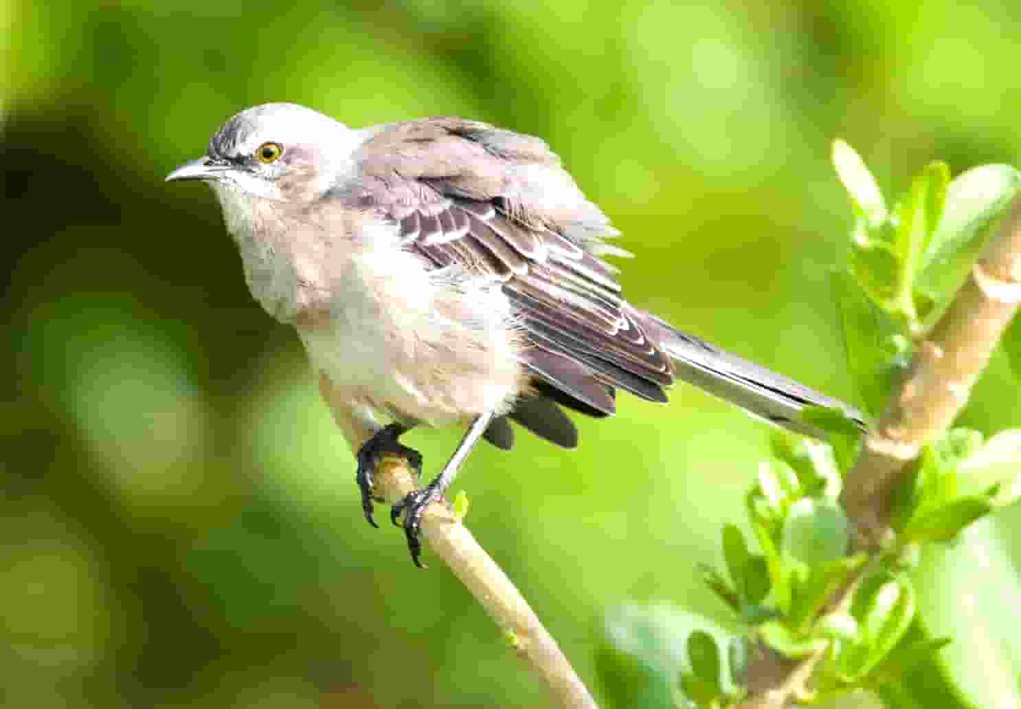 袖虎病猫攻略：猫咪眼睛受伤怎么办