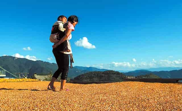 袖虎病狗攻略：哮喘的狗狗要小心